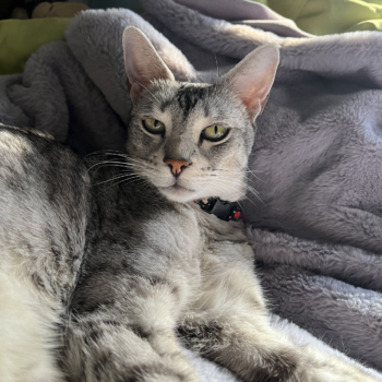Yulara S. – Veterinary Healthcare Assistant